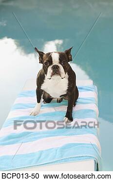 Stock Photography - dog sitting on 
a diving board. 
fotosearch - search 
stock photos, 
pictures, images, 
and photo clipart
