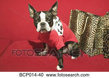 Stock Photography - a dog in a red 
jacket on a red 
sofa. fotosearch 
- search stock 
photos, pictures, 
images, and photo 
clipart