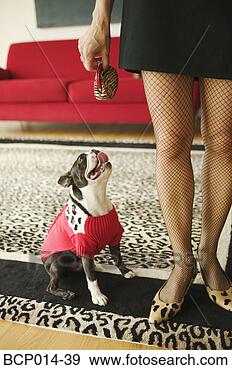 Stock Photograph - a fashionable 
woman and her 
dog. fotosearch 
- search stock 
photos, pictures, 
images, and photo 
clipart