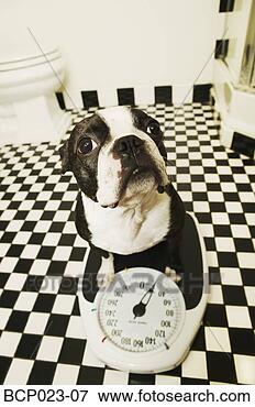 Picture - a dog on a bathroom 
scale. fotosearch 
- search stock 
photos, pictures, 
images, and photo 
clipart