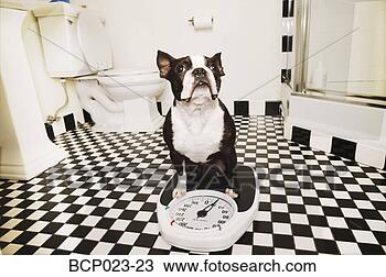 Stock Photo - dog on a bathroom 
scale. fotosearch 
- search stock 
photos, pictures, 
images, and photo 
clipart