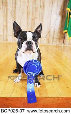 Picture - portrait of a 
dog with blue 
ribbon. fotosearch 
- search stock 
photos, pictures, 
images, and photo 
clipart