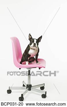 Stock Photography - boston terrier 
sitting in office 
chair. fotosearch 
- search stock 
photos, pictures, 
images, and photo 
clipart