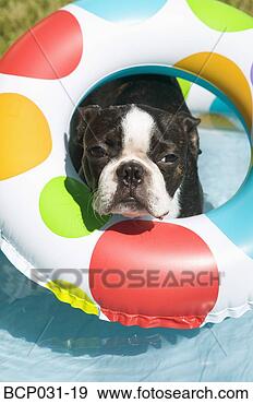 Stock Photograph - boston terrier 
wearing life preserver. 
fotosearch - search 
stock photos, 
pictures, images, 
and photo clipart