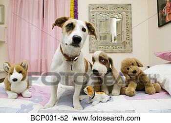 Stock Photo - dog sitting with 
stuffed animals. 
fotosearch - search 
stock photos, 
pictures, images, 
and photo clipart