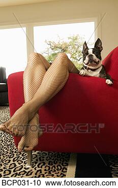 Stock Photography - woman lounging 
on sofa with boston 
terrier. fotosearch 
- search stock 
photos, pictures, 
images, and photo 
clipart