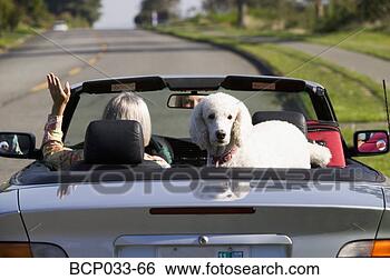 Stock Photo - woman waving in 
convertible. fotosearch 
- search stock 
photos, pictures, 
images, and photo 
clipart