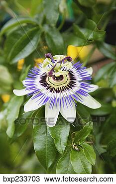 Stock Photo - passion flower. 
fotosearch - search 
stock photos, 
pictures, images, 
and photo clipart