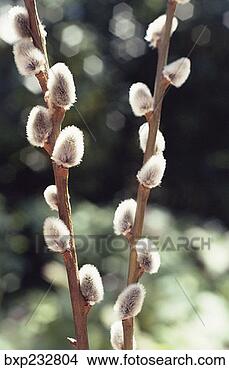 Stock Photo - pussy willow branch. 
fotosearch - search 
stock photos, 
pictures, images, 
and photo clipart
