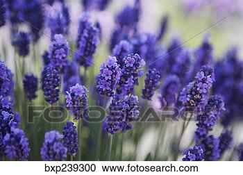 Stock Photography - lavender. fotosearch 
- search stock 
photos, pictures, 
images, and photo 
clipart