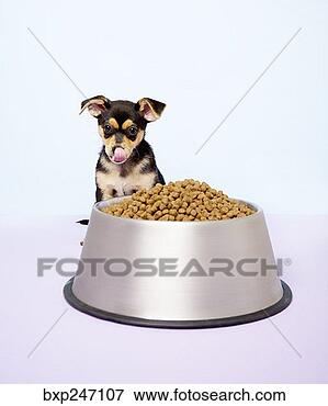 Picture - chihuahua puppy 
and large dog 
bowl. fotosearch 
- search stock 
photos, pictures, 
images, and photo 
clipart