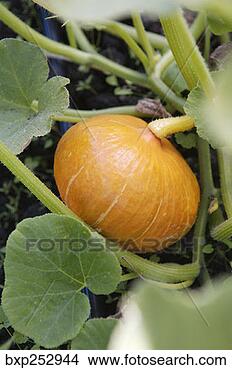Stock Photo - pumpkin on vine. 
fotosearch - search 
stock photos, 
pictures, images, 
and photo clipart