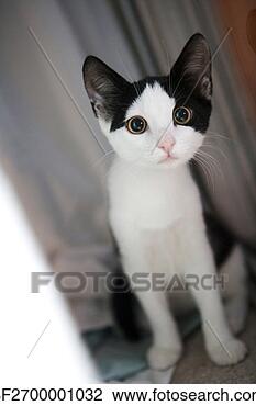 Stock Photo - an adorable black-and-white 
calico kitten. 
fotosearch - search 
stock photos, 
pictures, images, 
and photo clipart