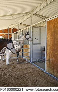 Stock Photography - two horses wearing 
protective eye 
masks stand in 
their stable. 
fotosearch - search 
stock photos, 
pictures, images, 
and photo clipart