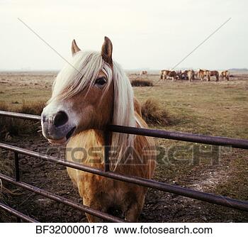 Stock Photo - side view of a 
domestic horse 
against the fence. 
fotosearch - search 
stock photos, 
pictures, images, 
and photo clipart