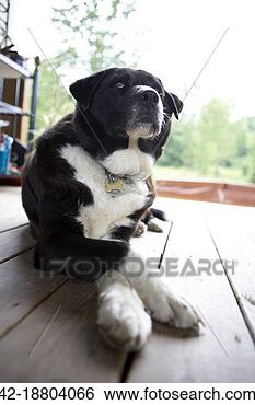 Stock Photo - pet dog. fotosearch 
- search stock 
photos, pictures, 
images, and photo 
clipart