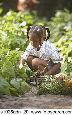 Stock Photography - child picking 
vegetables in 
garden. fotosearch 
- search stock 
photos, pictures, 
images, and photo 
clipart