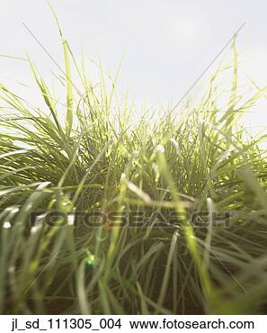 Stock Photo - close up of blades 
of grass. fotosearch 
- search stock 
photos, pictures, 
images, and photo 
clipart