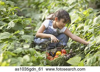 Stock Photography - girl picking vegetables 
in garden. fotosearch 
- search stock 
photos, pictures, 
images, and photo 
clipart