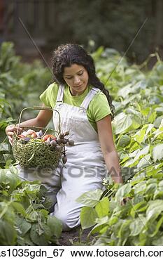 Picture - woman picking 
vegetables in 
garden. fotosearch 
- search stock 
photos, pictures, 
images, and photo 
clipart
