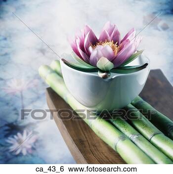 Lotus flower balanced on a bowl
View Large Photo Image Stock Photo - lotus flower balanced
on a bowl. fotosearch
- search stock
photos, pictures,
wall murals, images,
and photo clipart