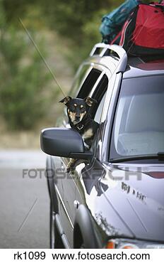 Stock Photograph - dog sticking its 
head out of a 
car window. fotosearch 
- search stock 
photos, pictures, 
images, and photo 
clipart