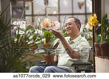 Stock Photograph - senior asian man 
in wheelchair 
in greenhouse. 
fotosearch - search 
stock photos, 
pictures, images, 
and photo clipart