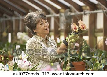 Stock Photo - senior asian woman 
in greenhouse. 
fotosearch - search 
stock photos, 
pictures, images, 
and photo clipart