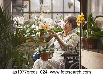 Stock Photo - senior asian woman 
in wheelchair 
in greenhouse. 
fotosearch - search 
stock photos, 
pictures, images, 
and photo clipart