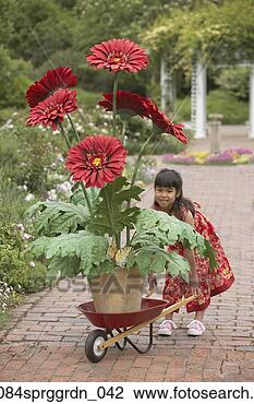 Stock Photo - asian girl pushing 
giant potted plant 
in wheelbarrow. 
fotosearch - search 
stock photos, 
pictures, images, 
and photo clipart
