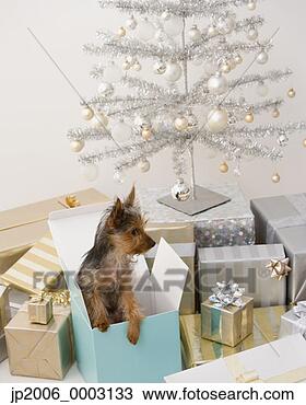 Stock Photo - yorkshire terrier 
puppy in gift 
box next to christmas 
tree. fotosearch 
- search stock 
photos, pictures, 
images, and photo 
clipart