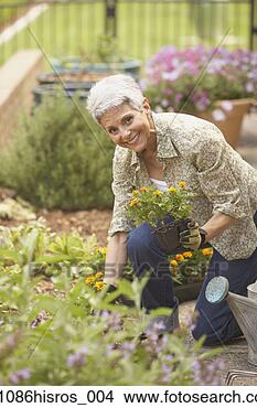 Stock Photo - senior hispanic 
woman gardening. 
fotosearch - search 
stock photos, 
pictures, images, 
and photo clipart