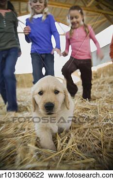 Stock Photo - puppy and children 
playing in hay. 
fotosearch - search 
stock photos, 
pictures, images, 
and photo clipart