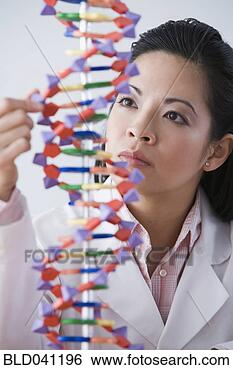 Stock Photo - asian female scientist 
looking at dna 
model. fotosearch 
- search stock 
photos, pictures, 
images, and photo 
clipart