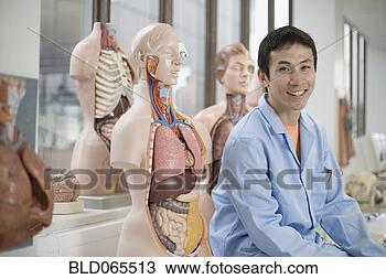 Stock Photo - asian scientist 
sitting with anatomical 
models. fotosearch 
- search stock 
photos, pictures, 
images, and photo 
clipart