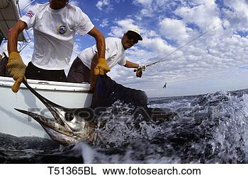 Stock Photo - usa, florida, 
keys, fishermen 
catching a blue 
marlin. fotosearch 
- search stock 
photos, pictures, 
images, and photo 
clipart