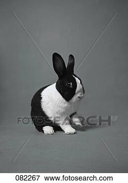 Picture - a black and white 
rabbit in a studio. 
fotosearch - search 
stock photos, 
pictures, images, 
and photo clipart