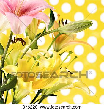 Stock Photography - a brightly coloured 
floral arrangement 
with a polka dot 
background. fotosearch 
- search stock 
photos, pictures, 
images, and photo 
clipart
