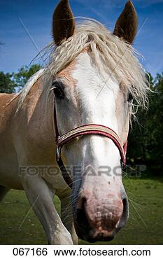 Banco de Imagem - cavalo,  olhar, 
 câmera. fotosearch 
- busca de fotos, 
imagens e clipart