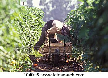 Stock Image - a man picking 
ripe tomatoes 
off their vines 
and into a wooden 
crate. fotosearch 
- search stock 
photos, pictures, 
images, and photo 
clipart