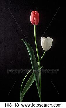 Stock Photo - red and white 
tulips crossing 
on black background. 
fotosearch - search 
stock photos, 
pictures, images, 
and photo clipart