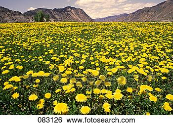 Stock Photo - national park, 
 park,  wyoming, 
 yellowstone, 
 yellowstone national. 
fotosearch - search 
stock photos, 
pictures, images, 
and photo clipart