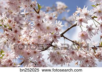 Stock Image - blossoms on branch. 
fotosearch - search 
stock photos, 
pictures, images, 
and photo clipart
