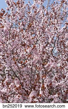 Stock Photograph - cherry blossoms. 
fotosearch - search 
stock photos, 
pictures, images, 
and photo clipart