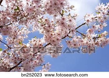 Stock Photo - cherry blossoms. 
fotosearch - search 
stock photos, 
pictures, images, 
and photo clipart