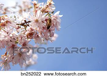 Stock Photo - close-up of cherry 
blossoms. fotosearch 
- search stock 
photos, pictures, 
images, and photo 
clipart