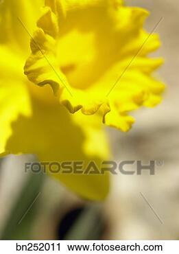 Stock Photography - daffodil close-up. 
fotosearch - search 
stock photos, 
pictures, images, 
and photo clipart