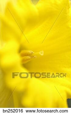 Stock Photo - daffodil close-up. 
fotosearch - search 
stock photos, 
pictures, images, 
and photo clipart