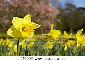 Stock Photo - daffodil in field. 
fotosearch - search 
stock photos, 
pictures, images, 
and photo clipart