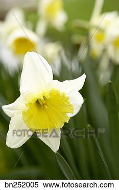 Stock Image - daffodil in field. 
fotosearch - search 
stock photos, 
pictures, images, 
and photo clipart